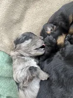 Irene, a female Australian Cattle Dog and Miniature Goldendoodle for sale in Arlington, TX – Photo 1 of 2