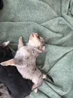 Sheila, a female Australian Cattle Dog and Miniature Goldendoodle for sale in Arlington, TX – Photo 3 of 6