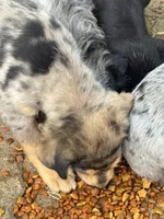 Sheila, a female Australian Cattle Dog and Miniature Goldendoodle for sale in Arlington, TX – Photo 2 of 6