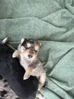 Sheila, a female Australian Cattle Dog and Miniature Goldendoodle for sale in Arlington, TX – Photo 4 of 6