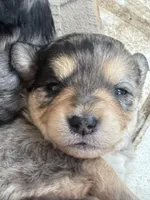 Sheila, a female Australian Cattle Dog and Miniature Goldendoodle for sale in Arlington, TX – Photo 5 of 6