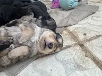 Sheila, a female Australian Cattle Dog and Miniature Goldendoodle for sale in Arlington, TX – Photo 6 of 6