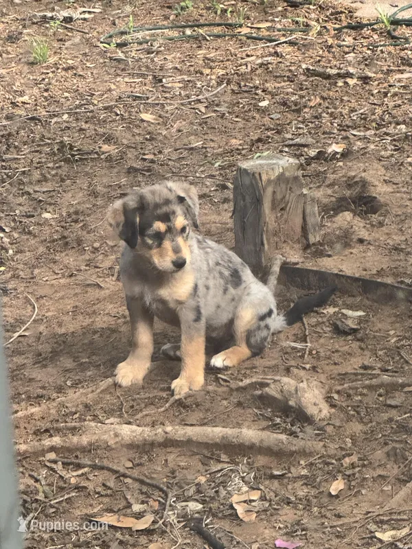 Sheila – Australian Cattle Dog, Miniature Goldendoodle puppy for sale in Arlington, TX