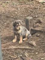 Sheila, a female Australian Cattle Dog and Miniature Goldendoodle for sale in Arlington, TX – Photo 1 of 6