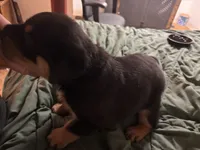 Black Boy, a male Rottweiler for sale in Rustburg, VA – 2 of 2