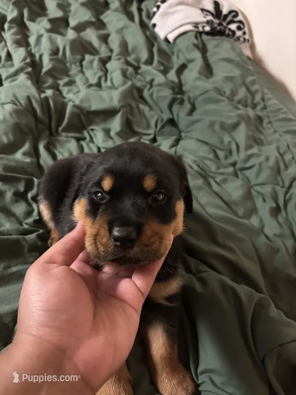 Tan Boy – Rottweiler puppy for sale in Rustburg, VA