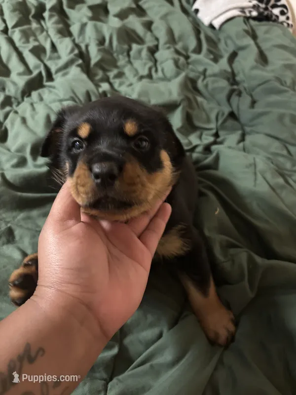 Black Boy – Rottweiler puppy for sale in Rustburg, VA