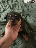Black Boy, a male Rottweiler for sale in Rustburg, VA – 1 of 2