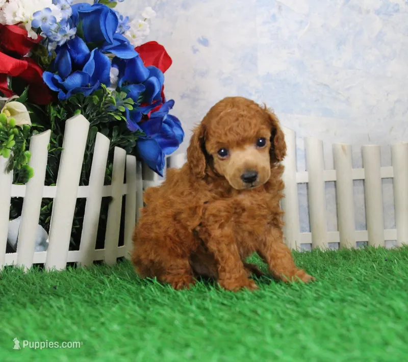 Bandit, AKC Champion Sired – Poodle - Toy  puppy for sale in Butler, MO