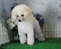 Shazam, AKC Champion Sired, a male Poodle - Toy  for sale in Butler, MO – 4 of 9