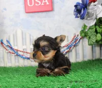 Landon, AKC, a male Yorkshire Terrier for sale in Butler, MO – 3 of 7
