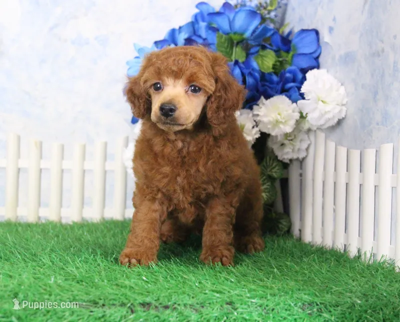 Falcon, AKC Champion Sired – Poodle - Toy  puppy for sale in Butler, MO