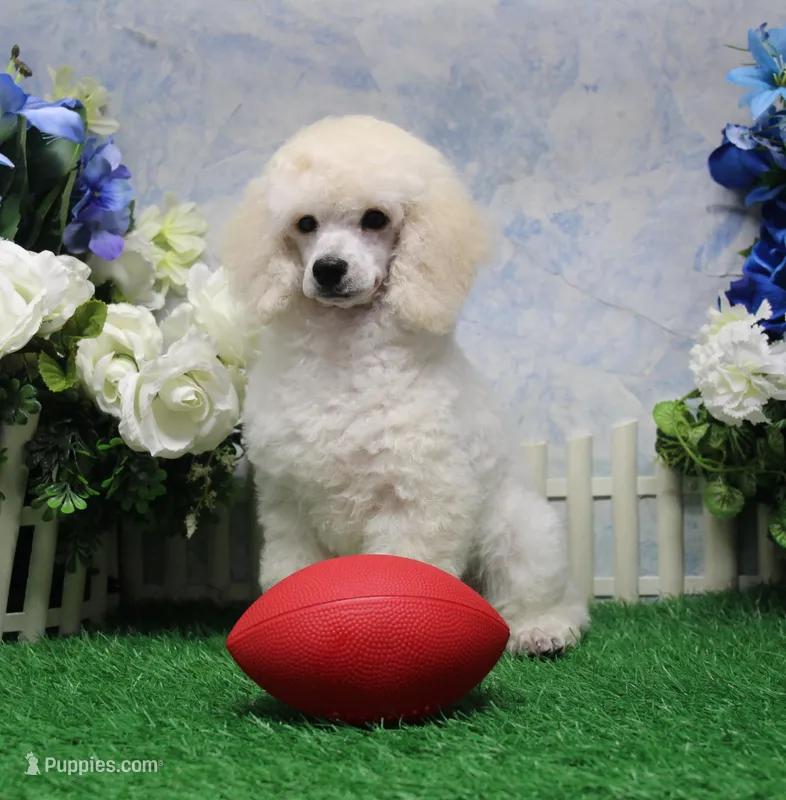 Parker, AKC Champion Sired – Poodle - Toy  puppy for sale in Butler, MO