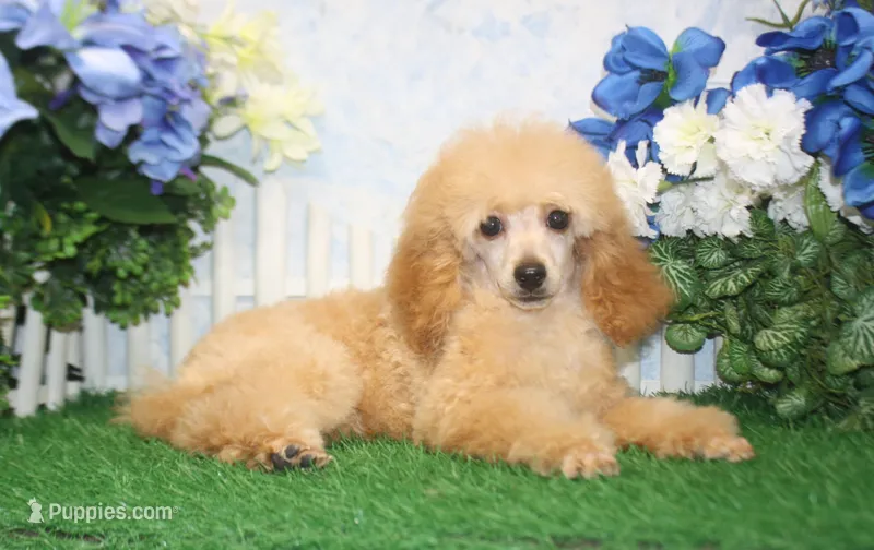 Andy, AKC Champion Sired – Poodle - Toy  puppy for sale in Butler, MO