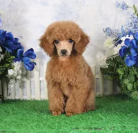 Tate, AKC Champion Sired, a male Poodle - Toy  for sale in Butler, MO – 3 of 7