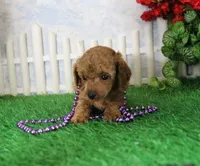 Brooke, AKC Champion Sired, a male Poodle - Toy  for sale in Butler, MO – 3 of 4