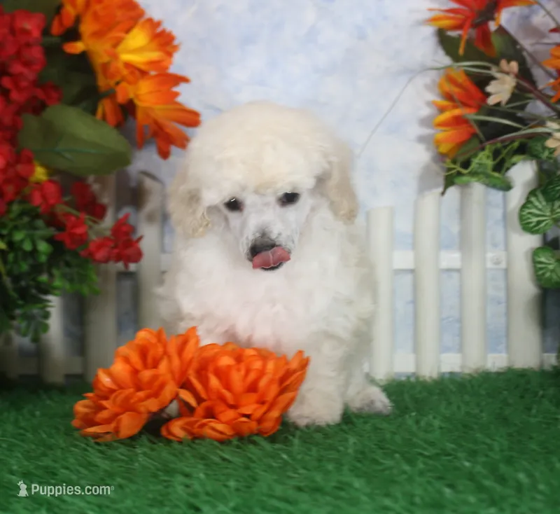 Diamond, AKC Champion Sired – Poodle - Toy  puppy for sale in Butler, MO