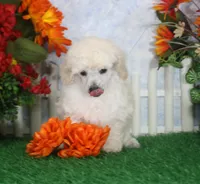 Diamond, AKC Champion Sired, a female Poodle - Toy  for sale in Butler, MO – 1 of 4