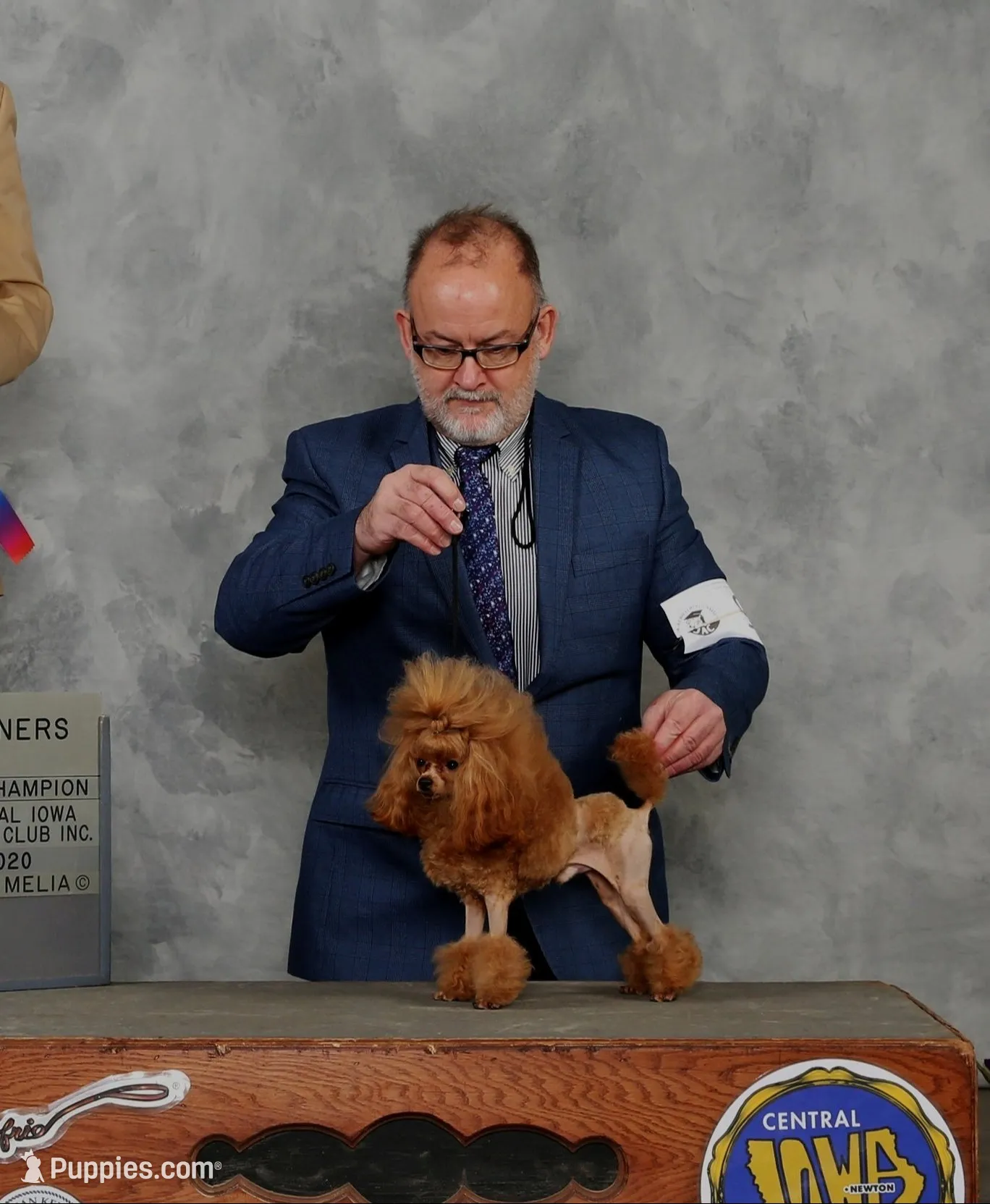 Snoozy, AKC Champion Sired, a male Poodle - Toy  for sale in Butler, MO – 5 of 6