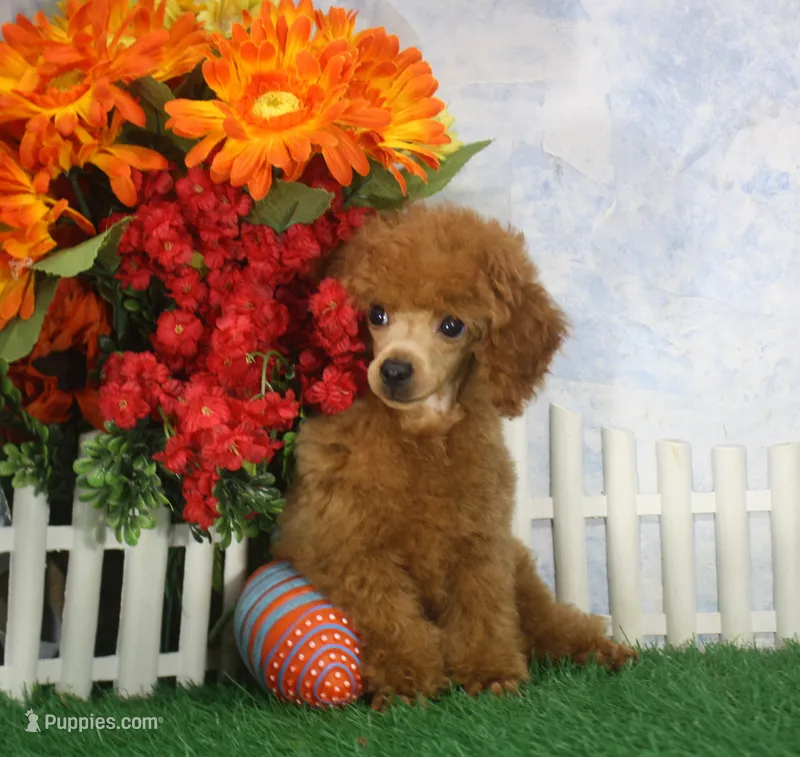 Bingo, AKC Champion Sired – Poodle - Toy  puppy for sale in Butler, MO