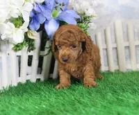Marlo, AKC Champion Sired, a male Poodle - Toy  for sale in Butler, MO – 3 of 4
