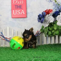 Landon, AKC, a male Yorkshire Terrier for sale in Butler, MO – 2 of 7