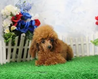 Rosie, AKC Champion Sired, a female Poodle - Toy  for sale in Butler, MO – 3 of 9