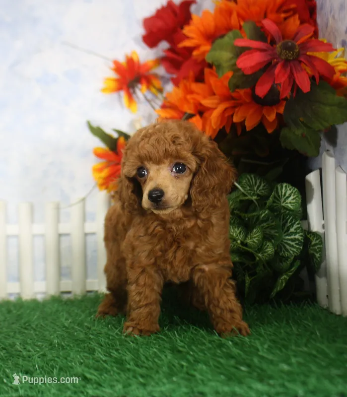 Riley, AKC Champion Sired – Poodle - Toy  puppy for sale in Butler, MO