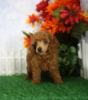 Riley, AKC Champion Sired, a male Poodle - Toy  for sale in Butler, MO – 1 of 4