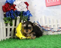 Lance,AKC, a male Yorkshire Terrier for sale in Butler, MO – 2 of 7