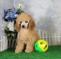 Andy, AKC Champion Sired, a male Poodle - Toy  for sale in Butler, MO – 2 of 7