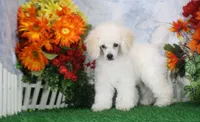 Panda, AKC Champion Sired, a male Poodle - Toy  for sale in Butler, MO – 3 of 7