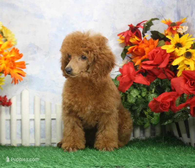 Marci, AKC Champion Sired – Poodle - Toy  puppy for sale in Butler, MO