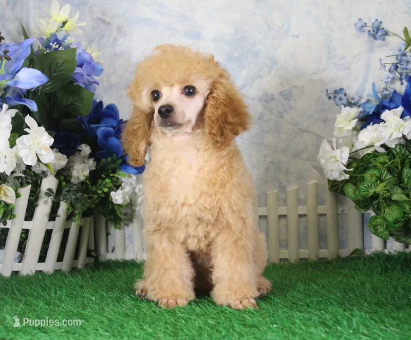 Andy, AKC Champion Sired – Poodle - Toy  puppy for sale in Butler, MO