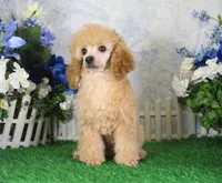 Andy, AKC Champion Sired, a male Poodle - Toy  for sale in Butler, MO – 1 of 7