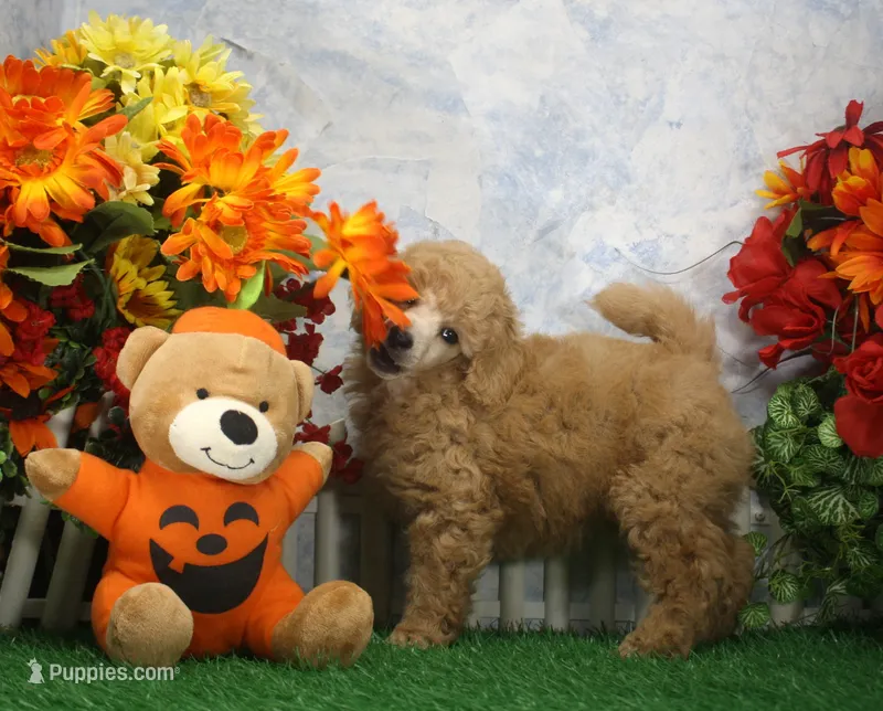 Charlie, AKC Champion Sired – Poodle - Toy  puppy for sale in Butler, MO