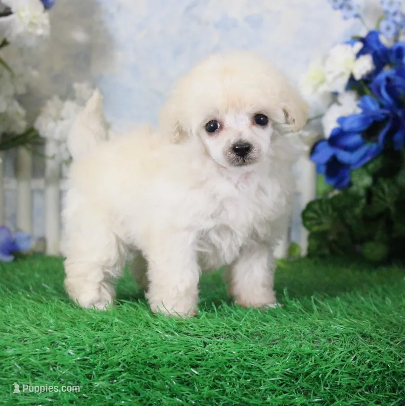 Rosie, AKC Champion Sired – Poodle - Toy  puppy for sale in Butler, MO