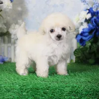 Rosie, AKC Champion Sired, a female Poodle - Toy  for sale in Butler, MO – 1 of 4