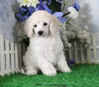Parker, AKC Champion Sired, a male Poodle - Toy  for sale in Butler, MO – 4 of 4