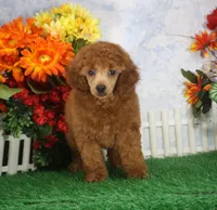 Falcon, AKC Champion Sired, a male Poodle - Toy  for sale in Butler, MO – 1 of 6