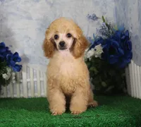 Archie, AKC Champion Sired, a male Poodle - Toy  for sale in Butler, MO – 2 of 7