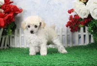 Fancy, AKC Gr Champion Sired, a female Poodle - Toy  for sale in Butler, MO – Photo 3 of 7