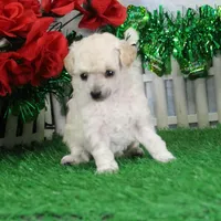 Fancy, AKC Gr Champion Sired, a female Poodle - Toy  for sale in Butler, MO – Photo 3 of 6