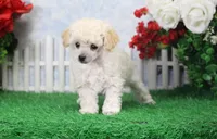 Fancy, AKC Gr Champion Sired, a female Poodle - Toy  for sale in Butler, MO – Photo 2 of 7