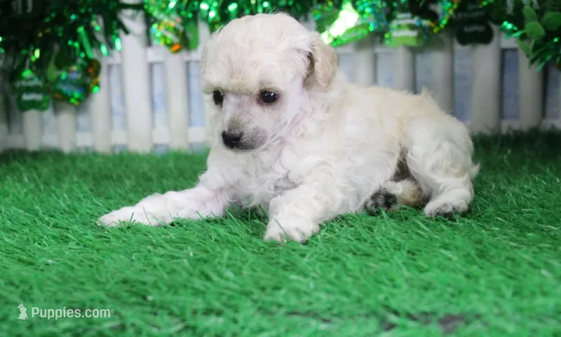 Fancy, AKC Gr Champion Sired