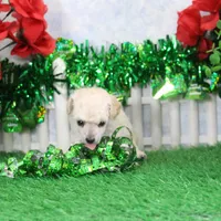 Fancy, AKC Gr Champion Sired, a female Poodle - Toy  for sale in Butler, MO – Photo 2 of 6