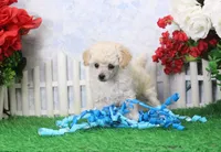 Fancy, AKC Gr Champion Sired, a female Poodle - Toy  for sale in Butler, MO – Photo 1 of 7