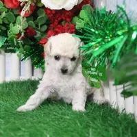 Fancy, AKC Gr Champion Sired, a female Poodle - Toy  for sale in Butler, MO – Photo 4 of 6