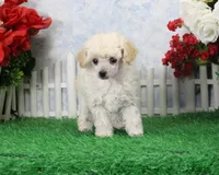 Fancy, AKC Gr Champion Sired, a female Poodle - Toy  for sale in Butler, MO – Photo 4 of 7