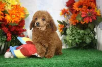 Foster, AKC Champion Sired, a male Poodle - Toy  for sale in Butler, MO – 6 of 7